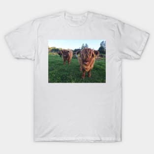 Scottish Highland Cattle Calves 1826 T-Shirt